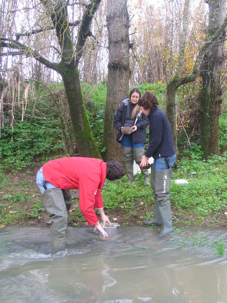 Trabalho de campo no rio Pardiela (bacia do Guadiana), Portugal